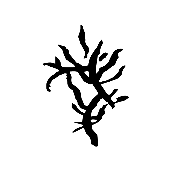 丁再献的骨刻文